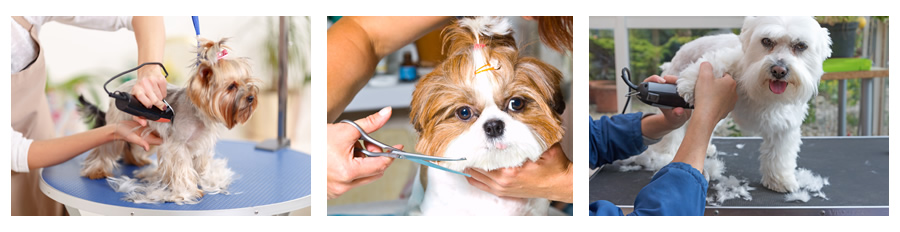 Pictures of dogs being groomed